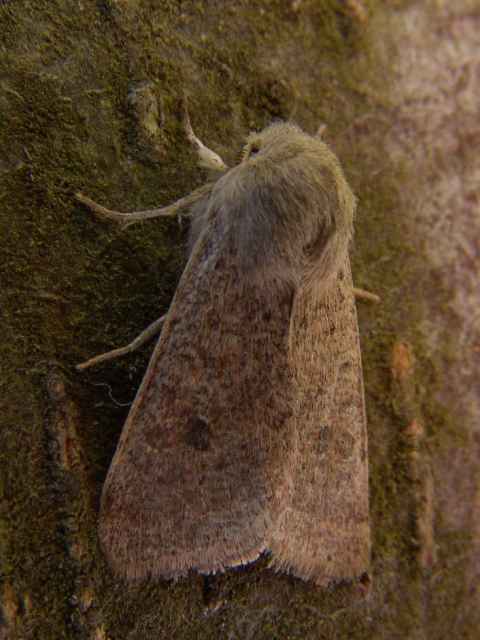 Orthosia cruda, de Kleine voorjaarsuil. De kleinste onder de voorjaarsuilen. Algemeen in loofbossen, struwelen, heiden en tuinen. Waardplant vooral eik, ook berk, hazelaar e.a.